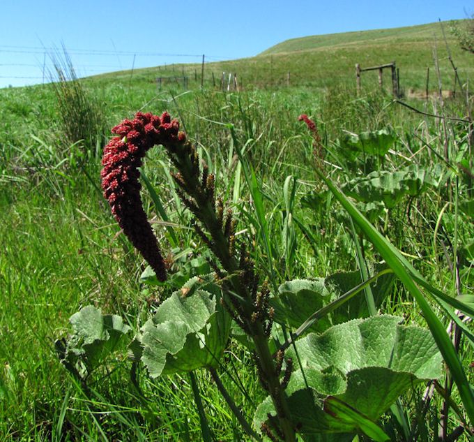 Gunnera perpensa